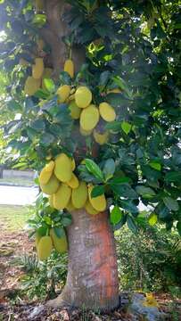 Image of jackfruit