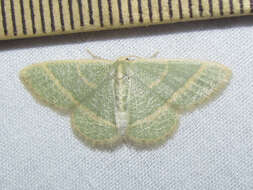 Image of Blackberry Looper Moth