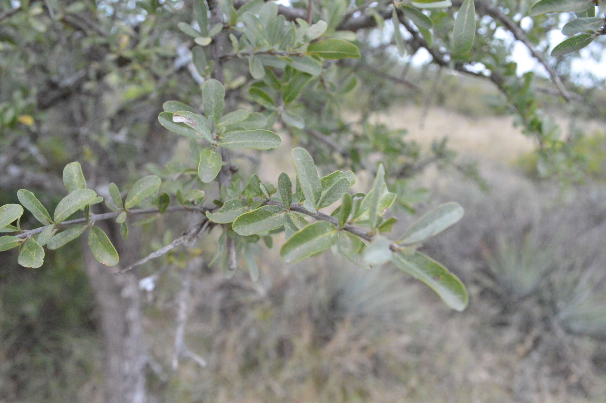 Image of Tabebuia nodosa (Griseb.) Griseb.