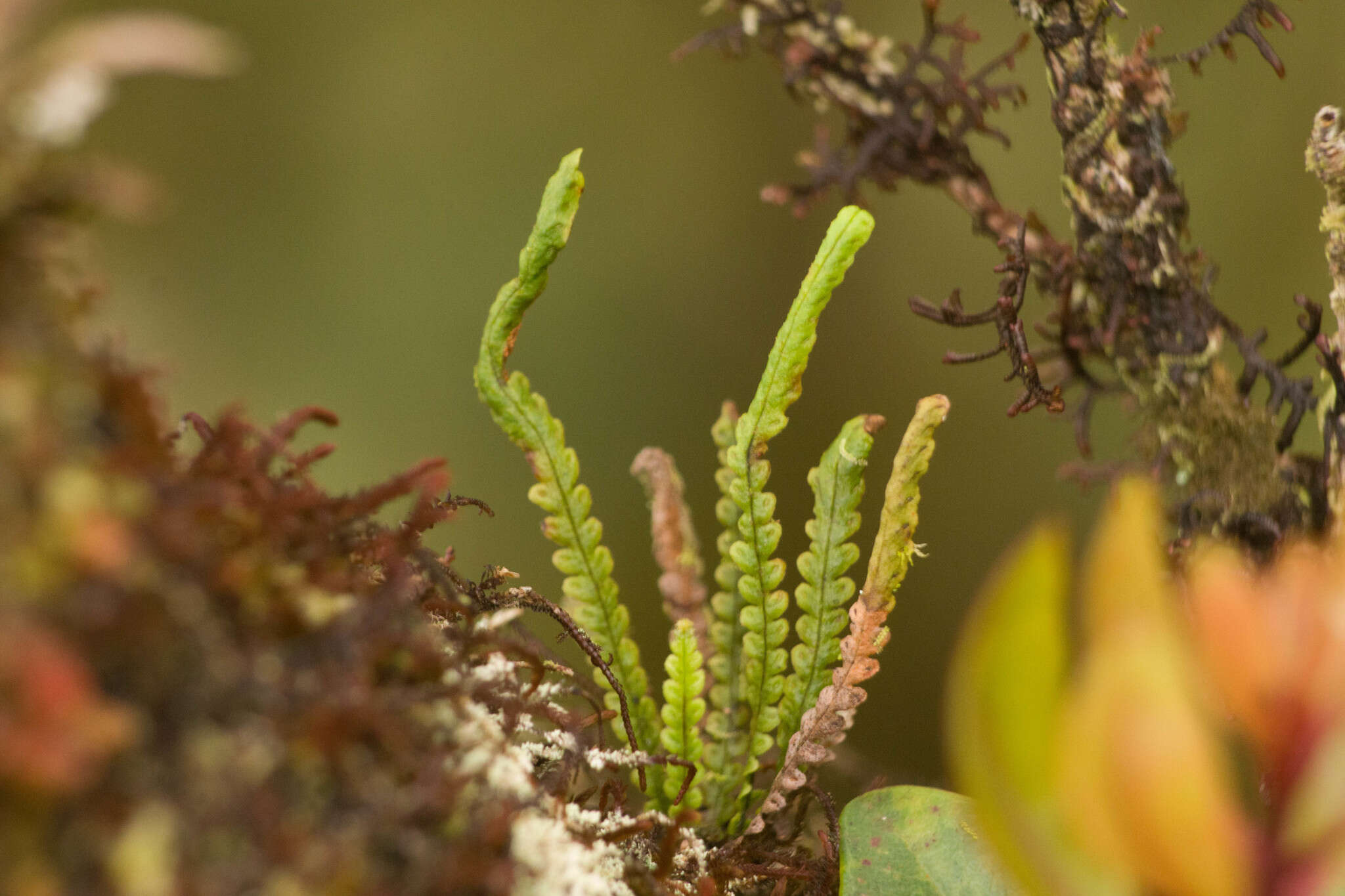 Image of Safford's lellingeria