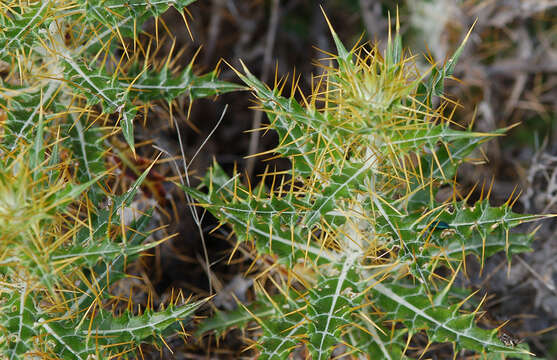 Imagem de Ptilostemon hispanicus (Lam.) W. Greuter