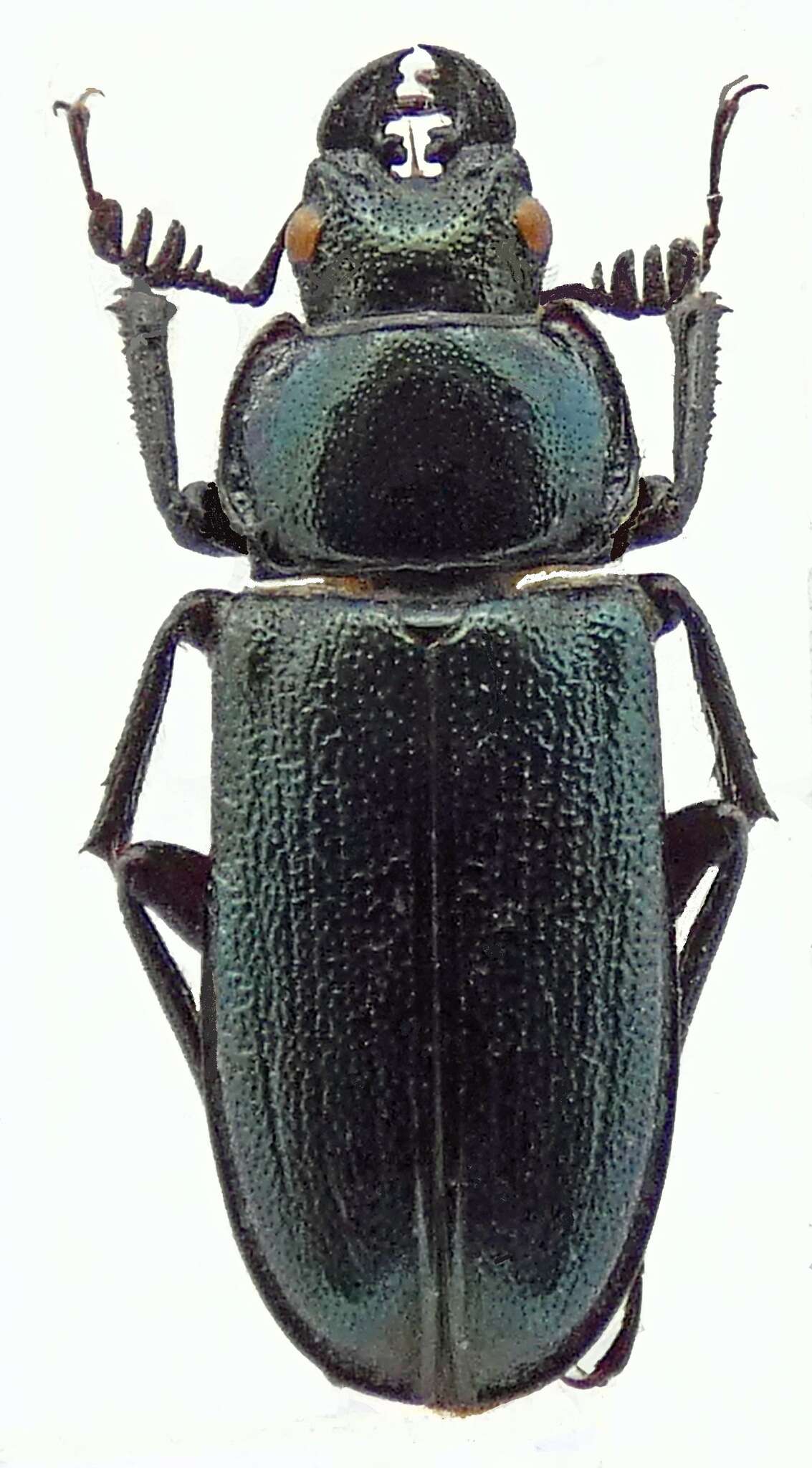 Image of Platycerus primigenius Weise 1960
