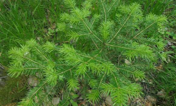 Image of Siberian Fir