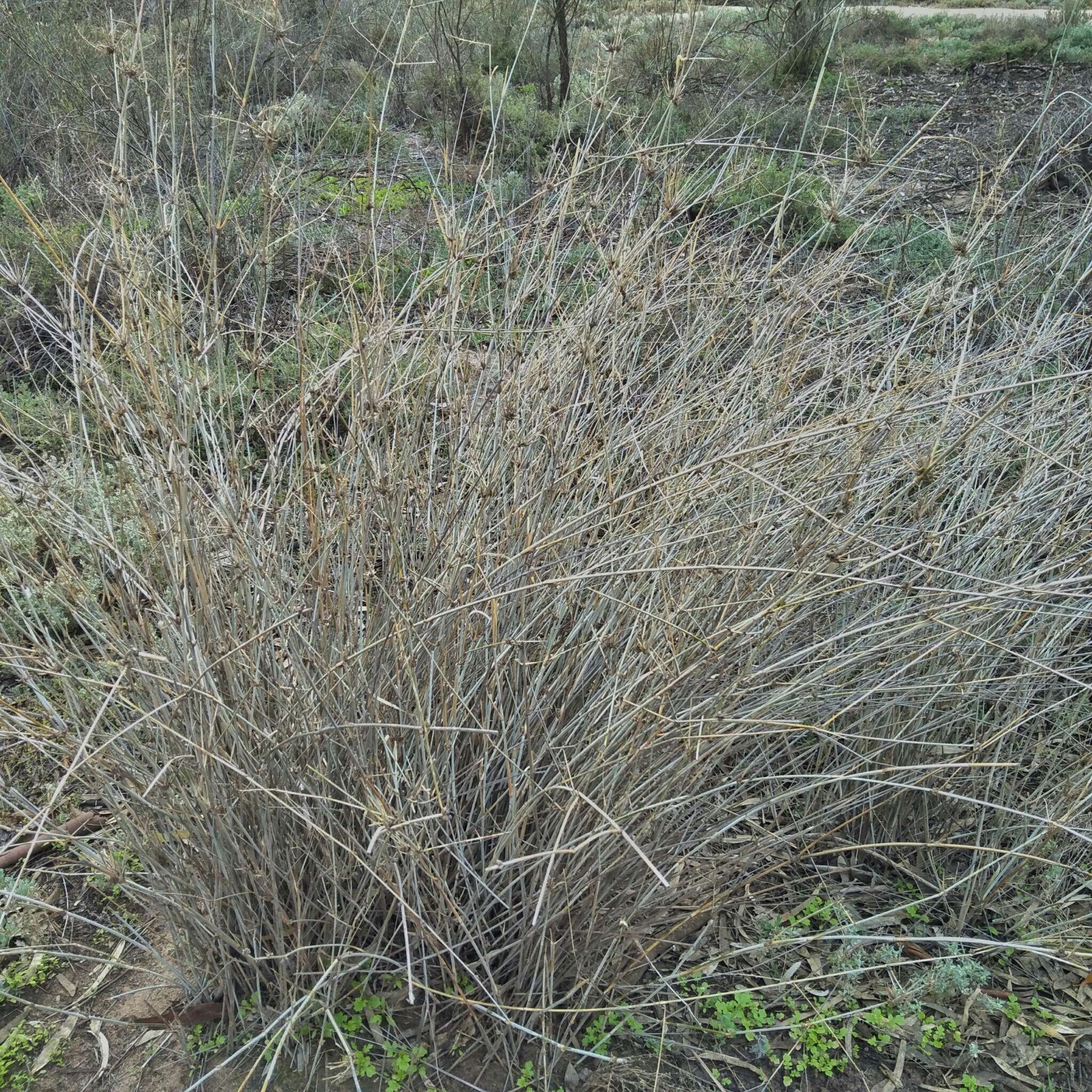 Слика од Eragrostis australasica (Steud.) C. E. Hubb.