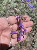 Image of Apache beardtongue