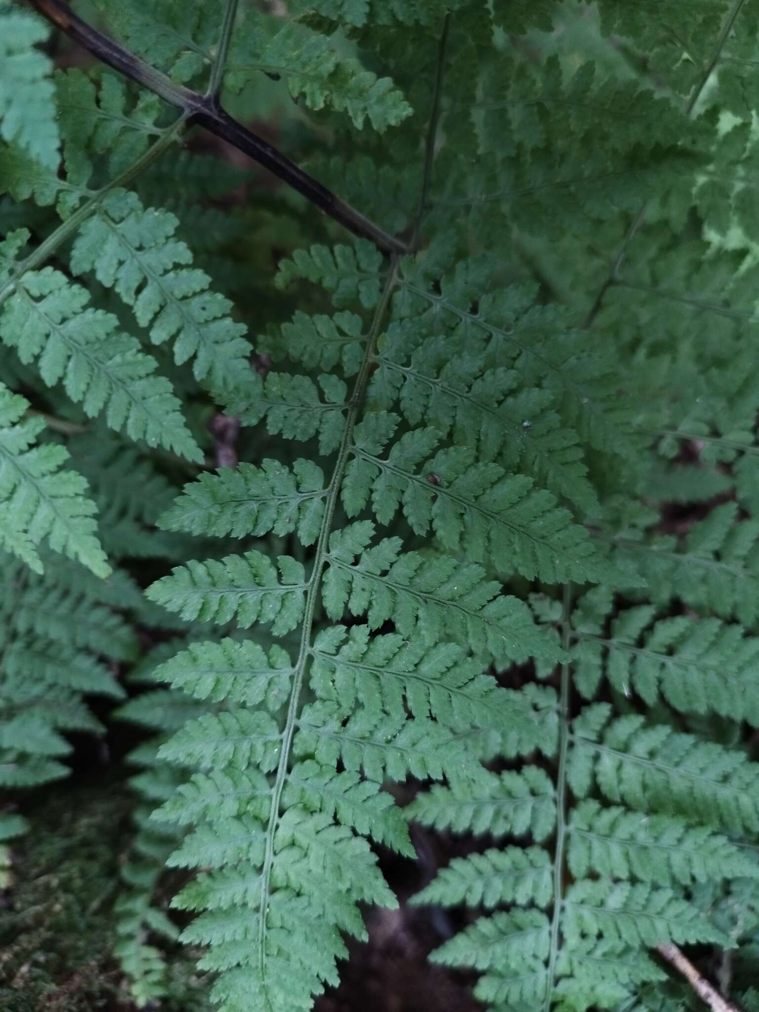 Image de Dryopteris guanchica Gibby & Jermy