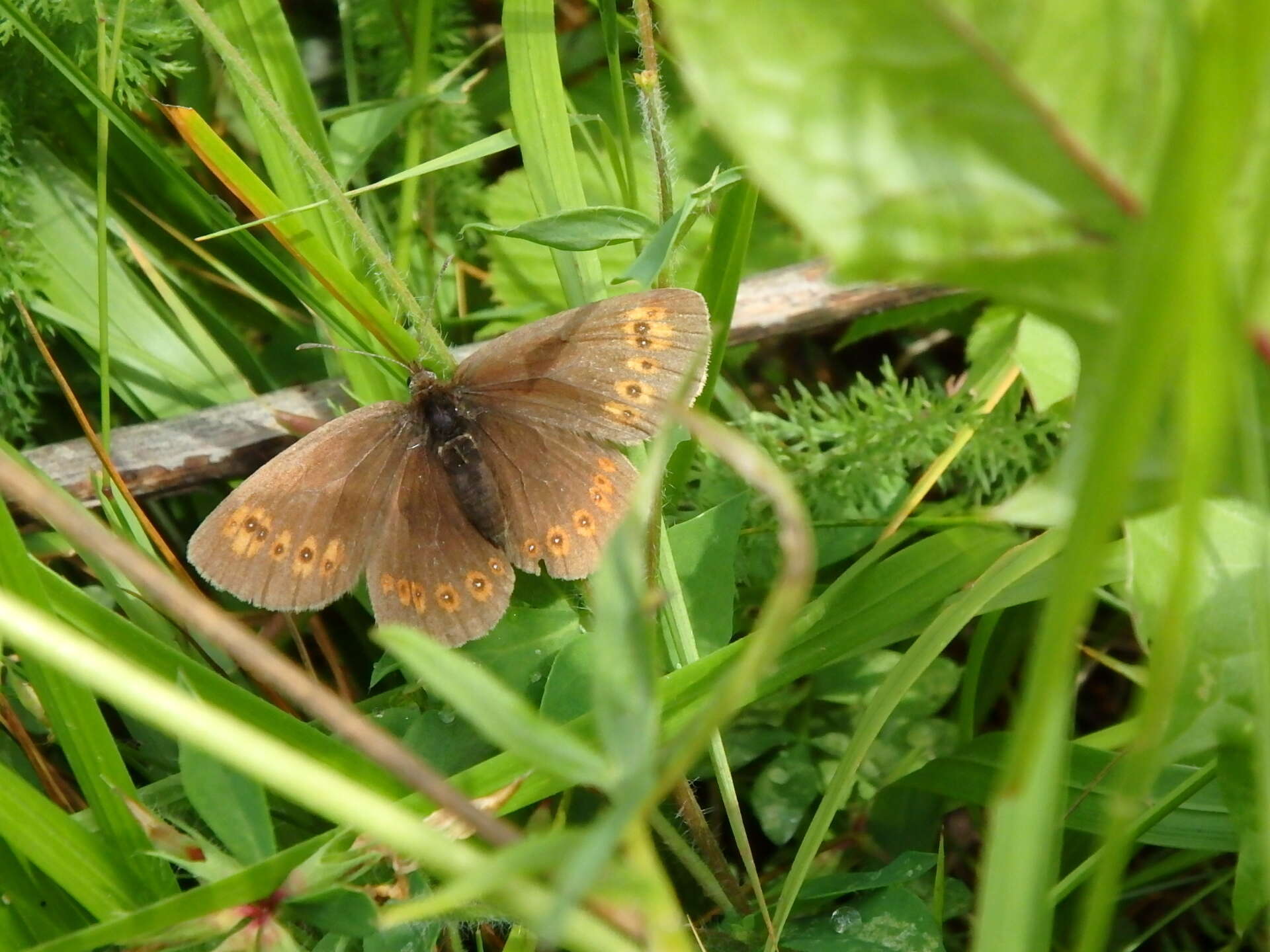 Image of Almond-eyed Ringlet