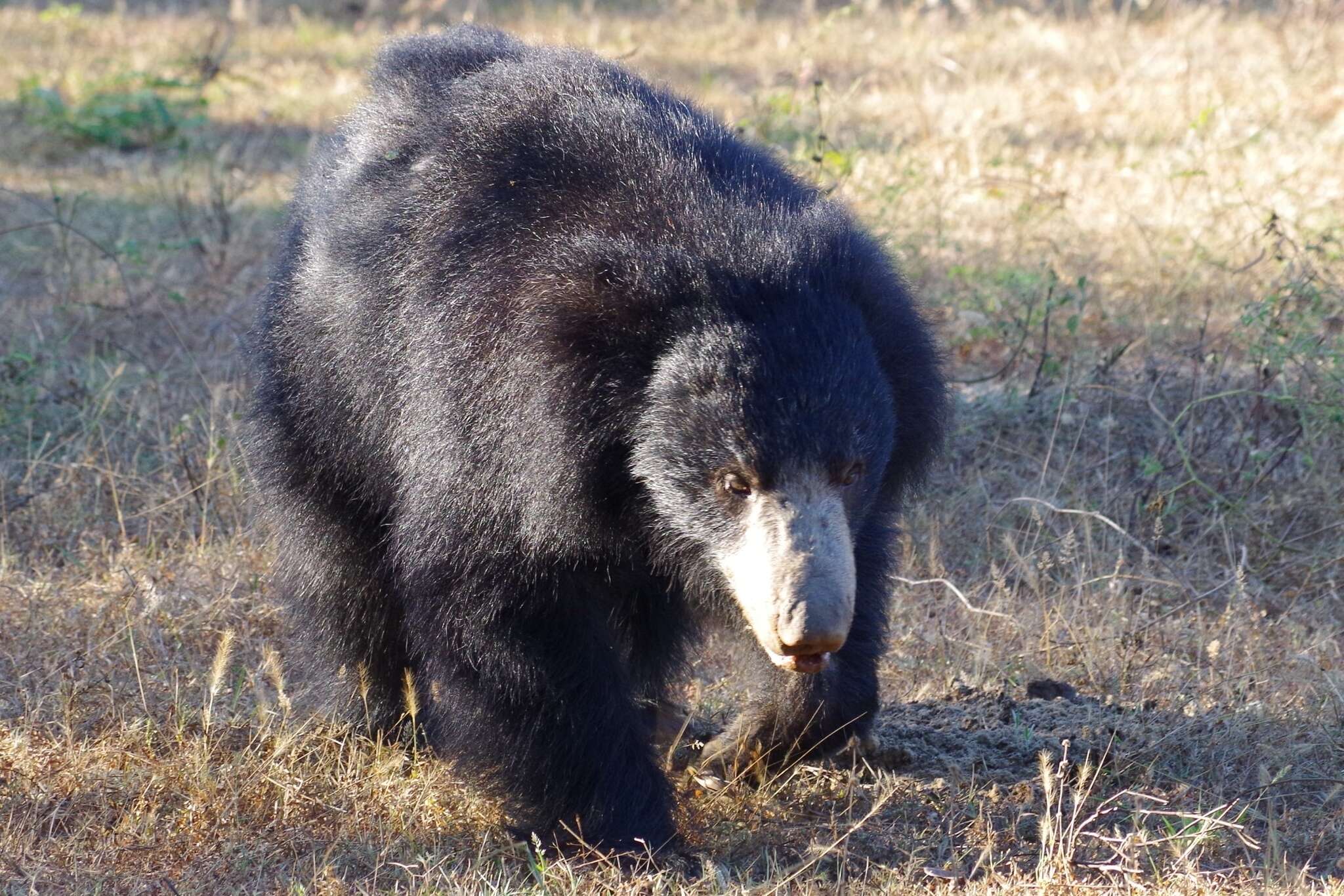 Image of Sri Lankan sloth bear