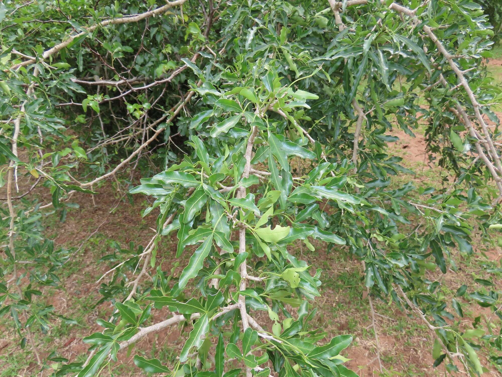 Image of Searsia gueinzii (Sond.) F. A. Barkley