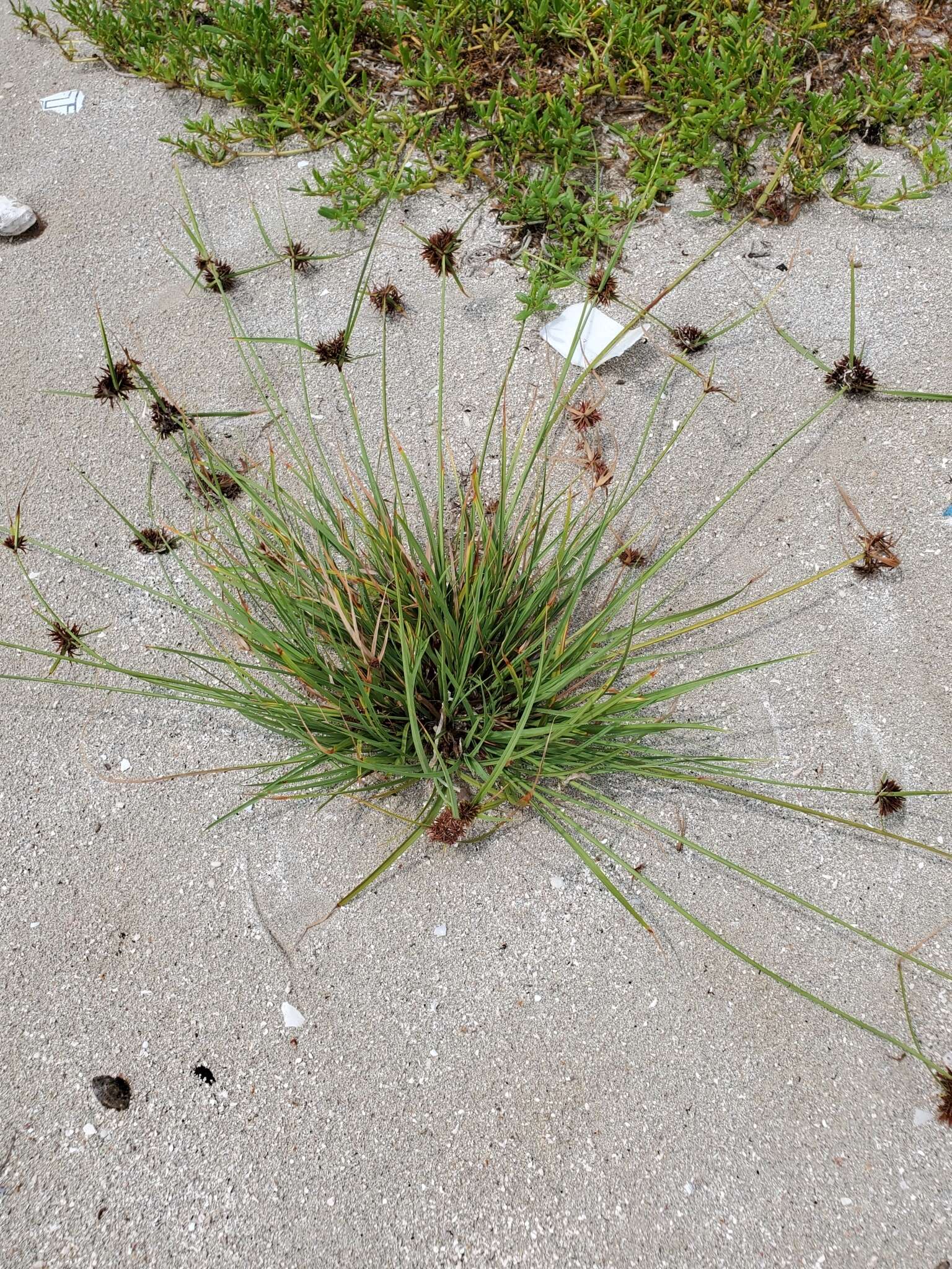 Image of coastal sedge