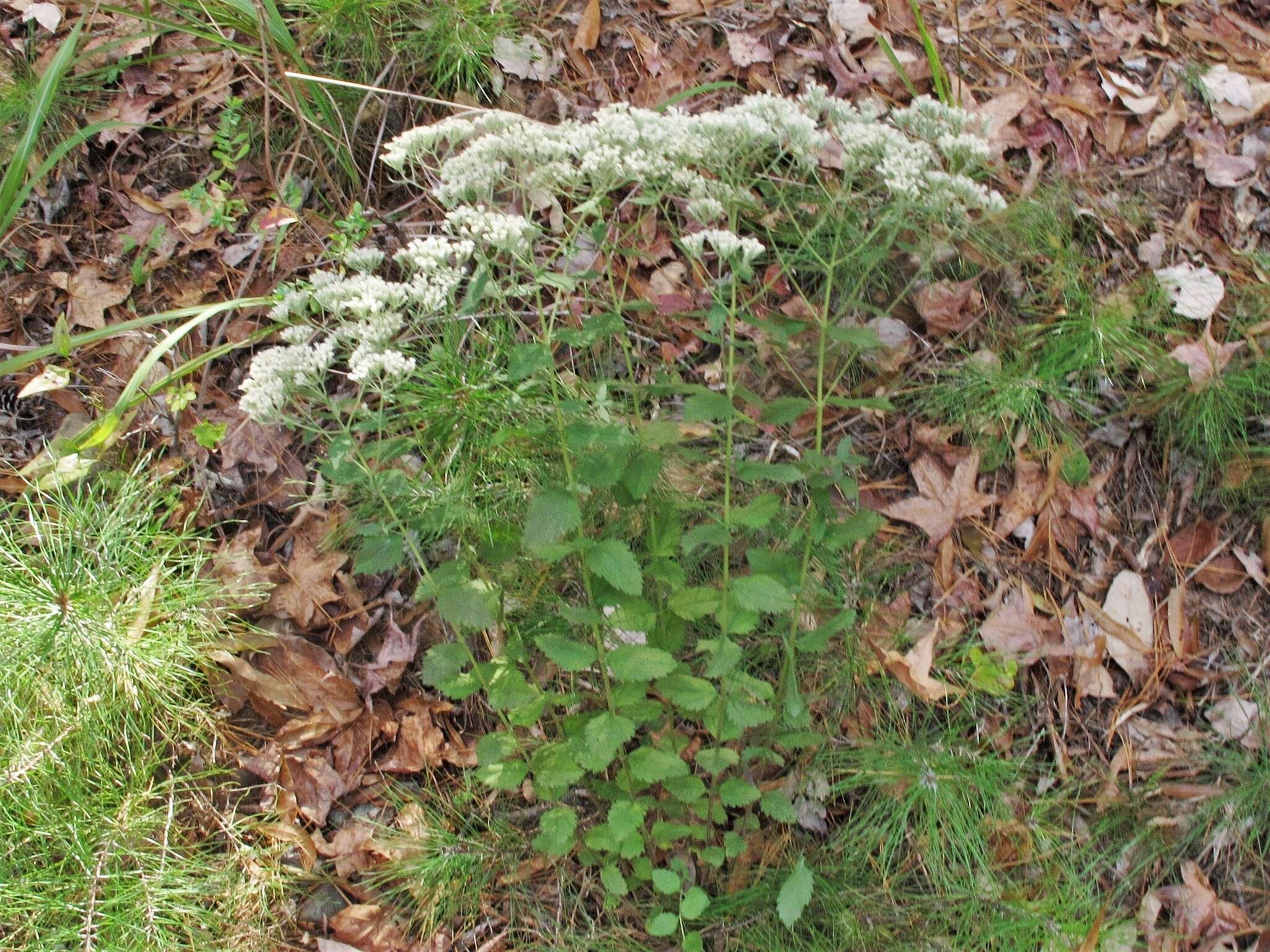 Eupatorium rotundifolium var. scabridum (Ell.) A. Gray的圖片