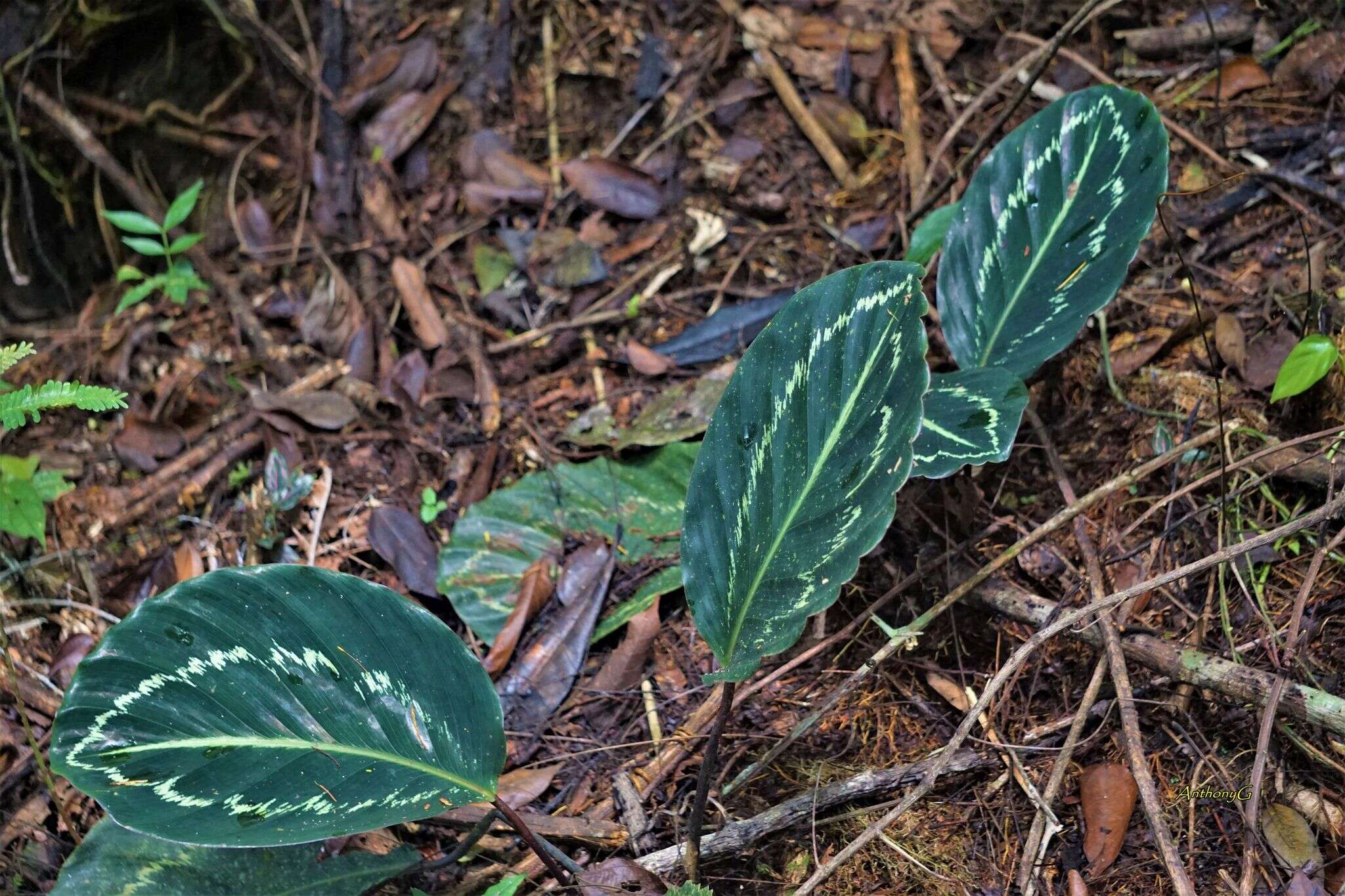 Image of Goeppertia roseopicta (Linden ex Lem.) Borchs. & S. Suárez