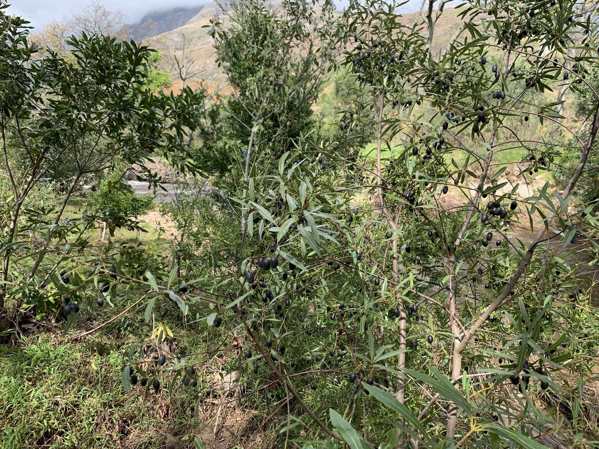 Image of Cryptocarya angustifolia E. Mey.