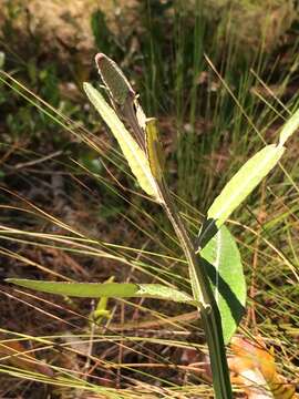 Image of dense-spike blackroot