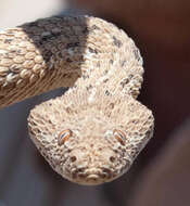 Image of Dwarf Puff Adder