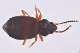 Image of Lesteva cribratula (Casey 1893)