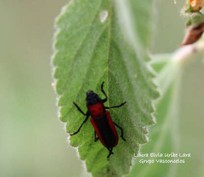 Image of Tylosis suturalis White 1853