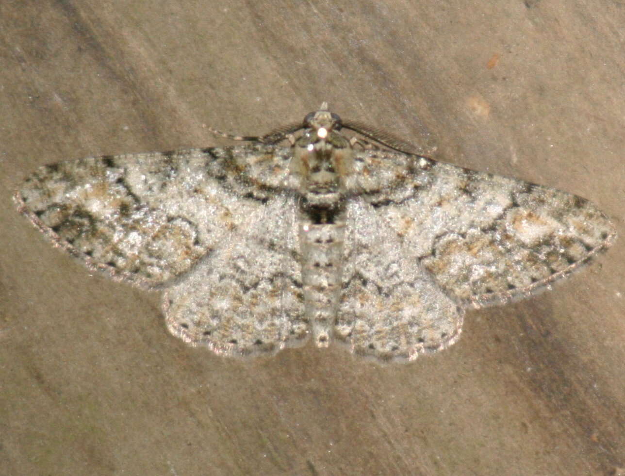 Image of Double-lined Gray Moth