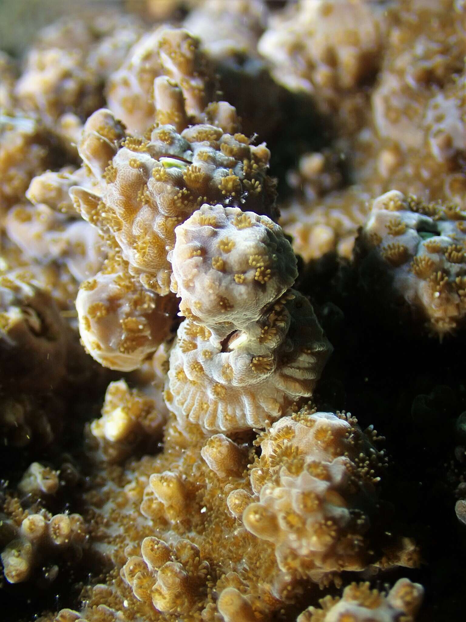 Image of Acropora solitaryensis Veron & Wallace 1984