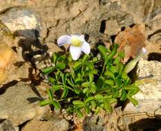 Imagem de Oxalis tenella Jacq.