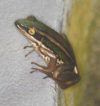 Image of Common Green Frog