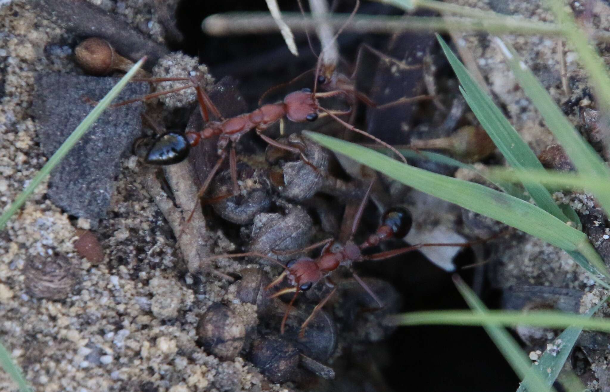 Image of Myrmecia vindex Smith 1858