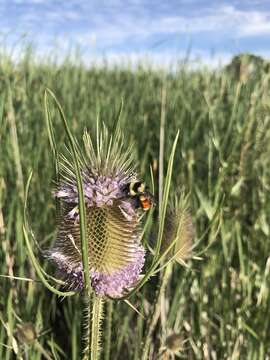 Слика од Bombus huntii Greene 1860