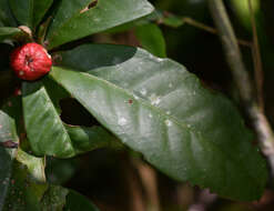 Ixora baileyana Bridson & L. G. Adams resmi