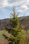 Image of Picea abies var. abies