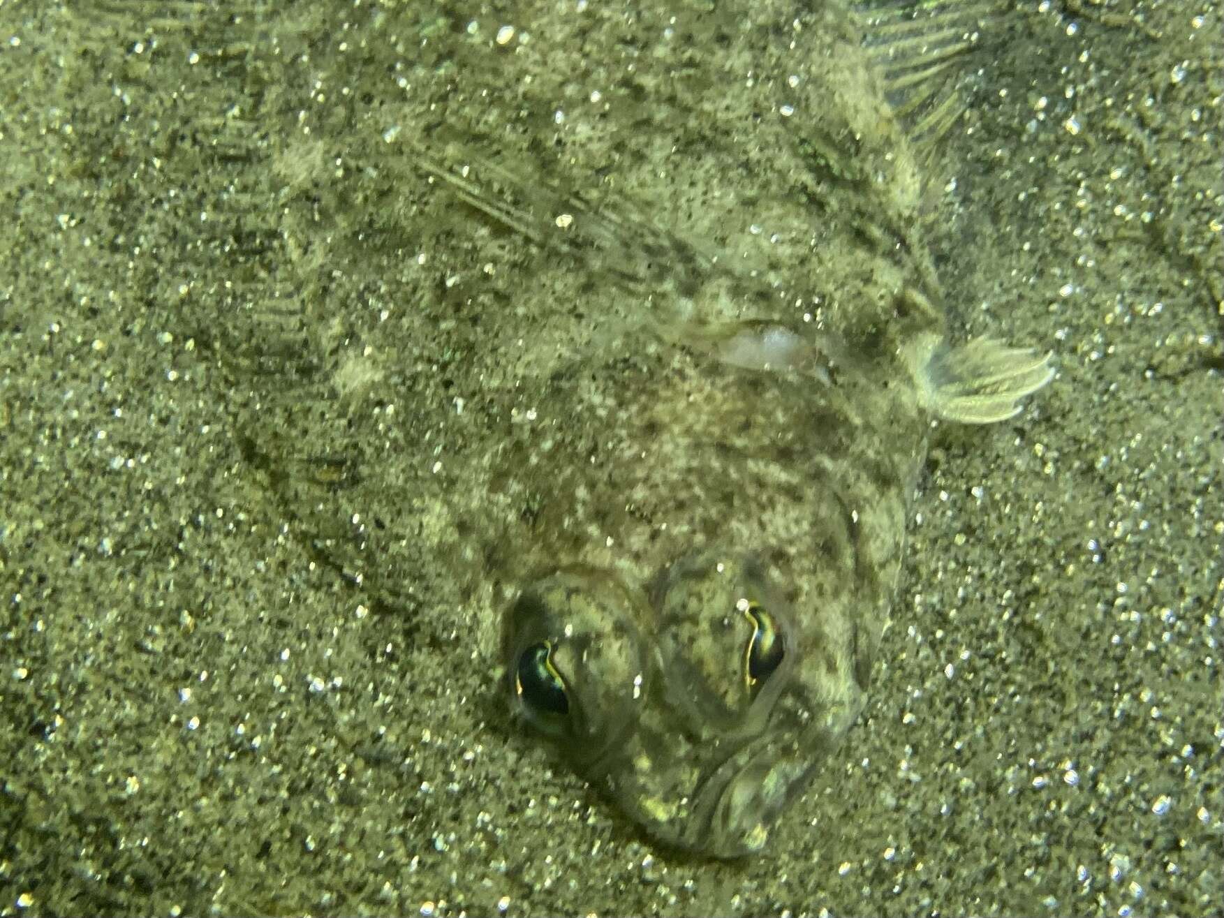 Image of Pacific sanddab