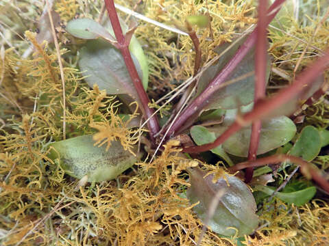 Image de Gentianella chathamica (Cheeseman) T. N. Ho & S. W. Liu