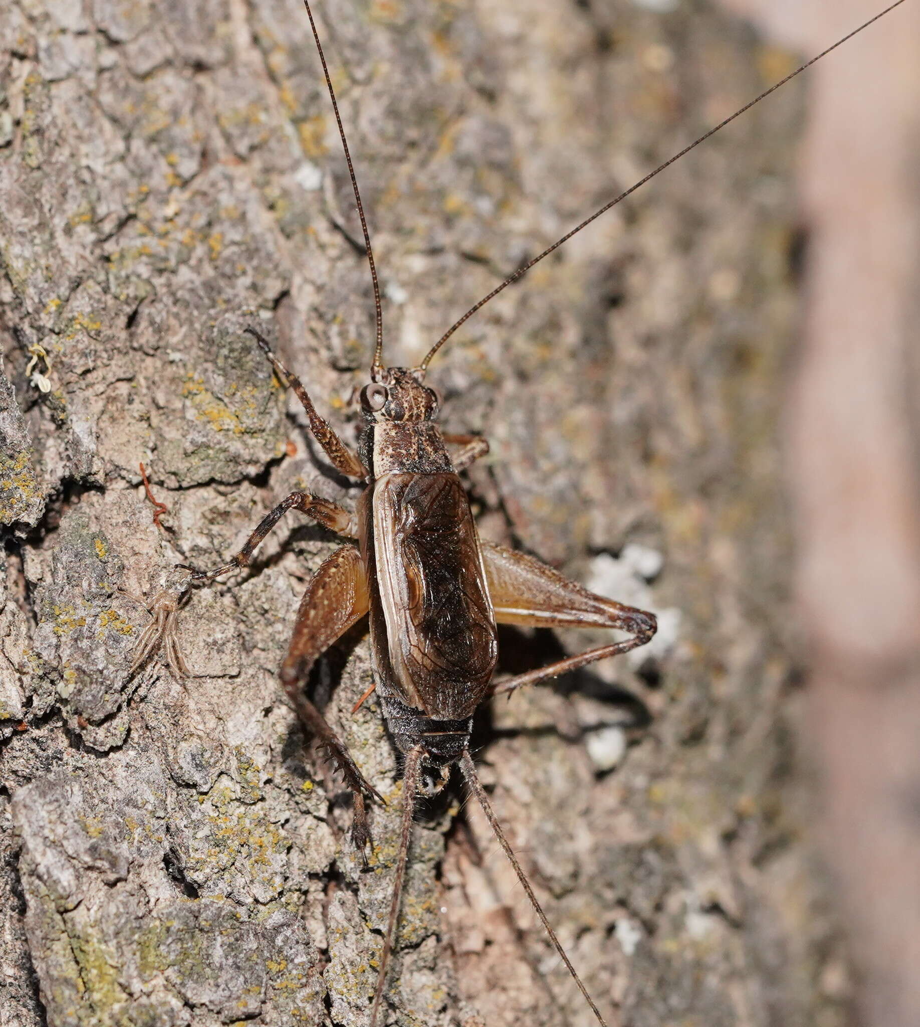 صورة Eurepa marginipennis (White & A. 1841)