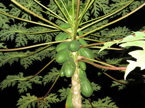 Image of papaya