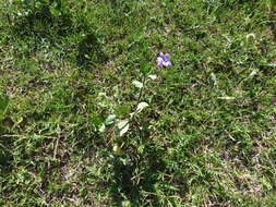 Image of hairyflower wild petunia