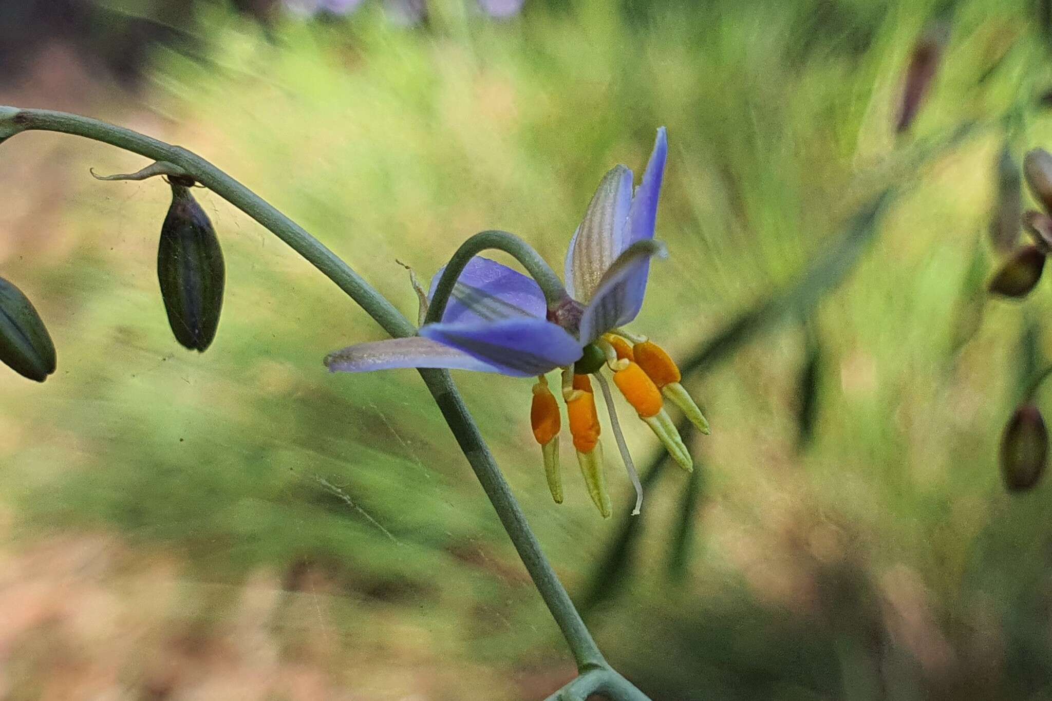 Image of Dianella amoena G. W. Carr & P. F. Horsfall