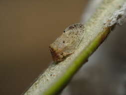 Image of Olive psyllid