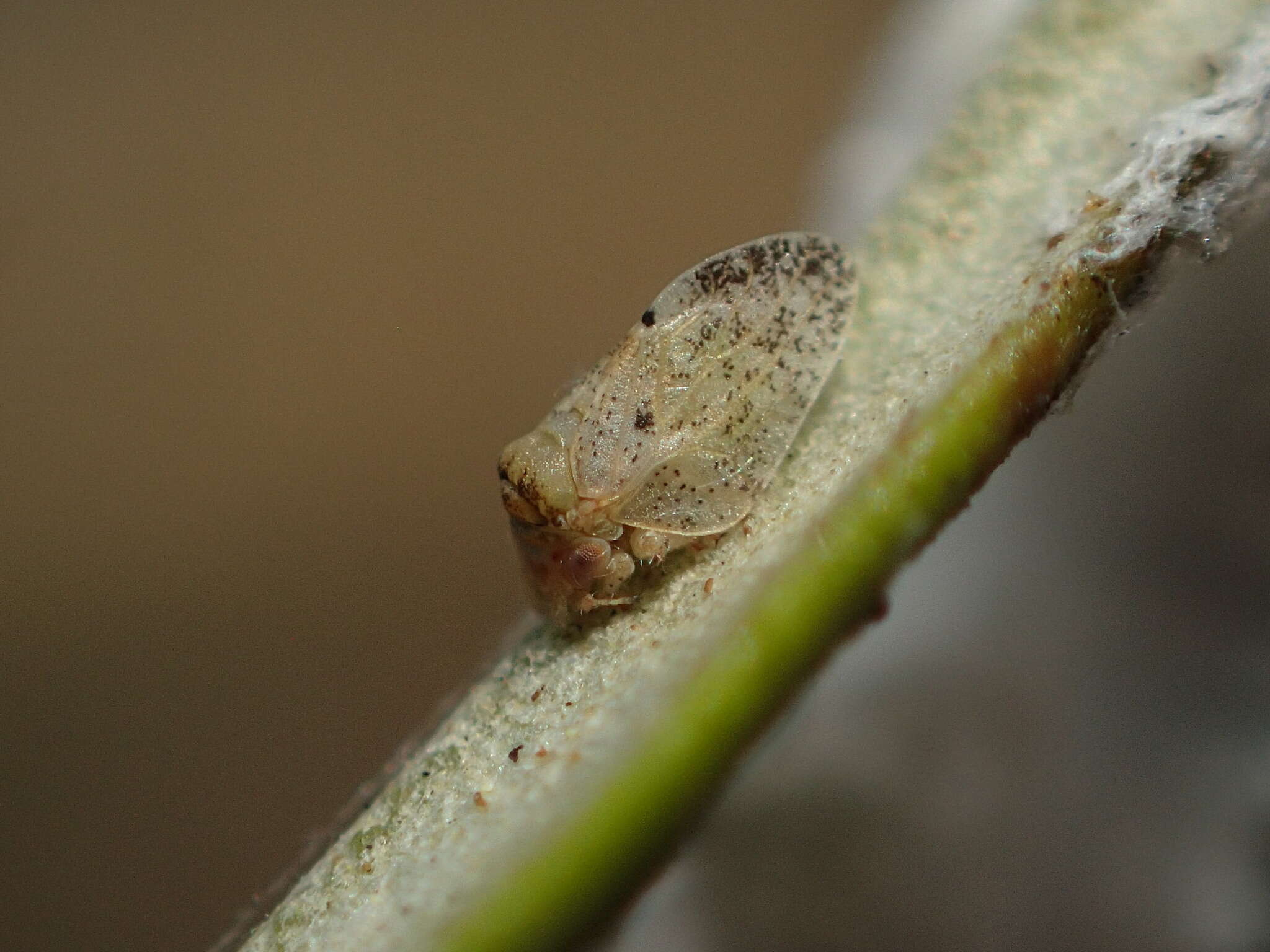 Image of Olive psyllid