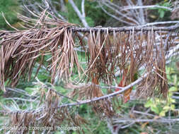 Image of White-pine blister rust