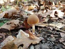 Image de Psathyrella albescens Hesler & A. H. Sm. 1972