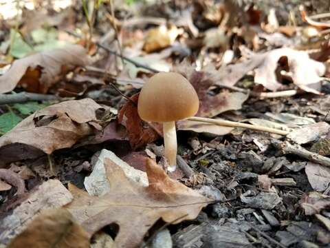 Image of Psathyrella albescens Hesler & A. H. Sm. 1972