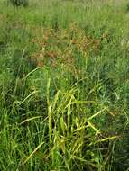 Imagem de Scirpus lushanensis Ohwi