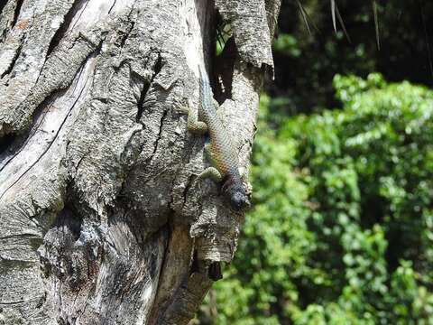 Image of Chiapan Rough-scaled Lizard