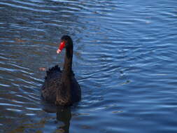 Image of Black Swan