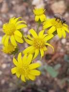 Image of Senecio coronatus (Thunb.) Harv.