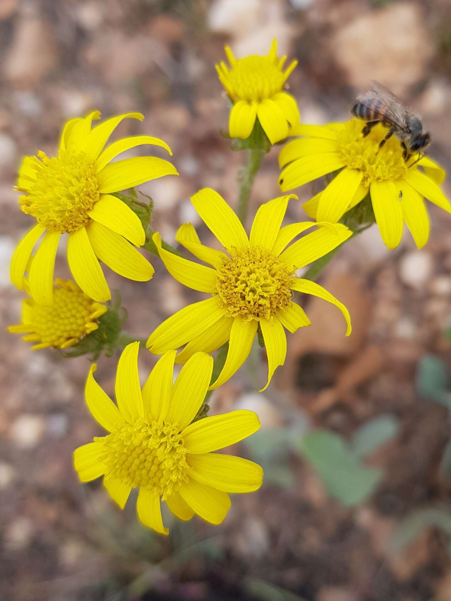 صورة Senecio coronatus (Thunb.) Harv.