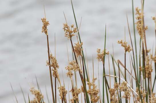 Image of Juncus kraussii subsp. australiensis (Buch.) S. Snogerup