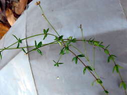 Image of Linum quadrifolium L.