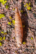 Image of two-toothed door snail