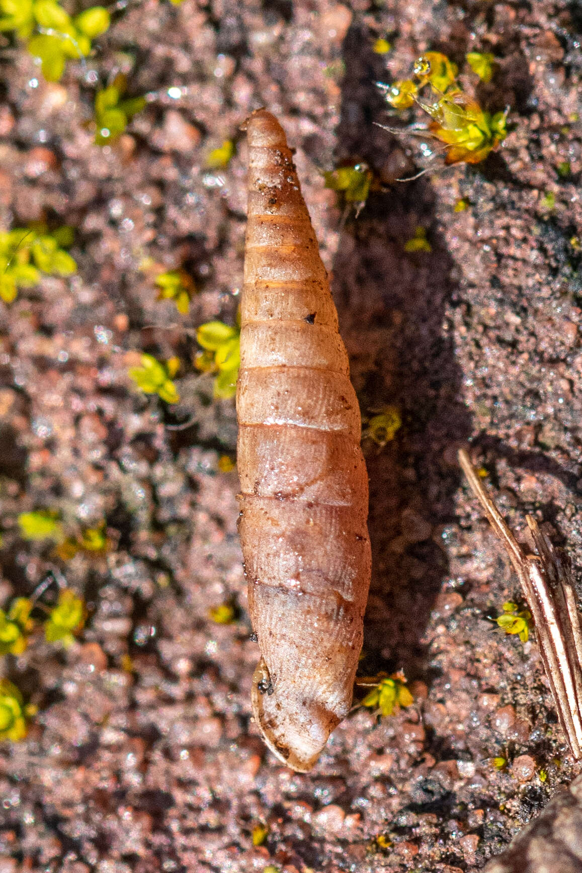 Image of two-toothed door snail