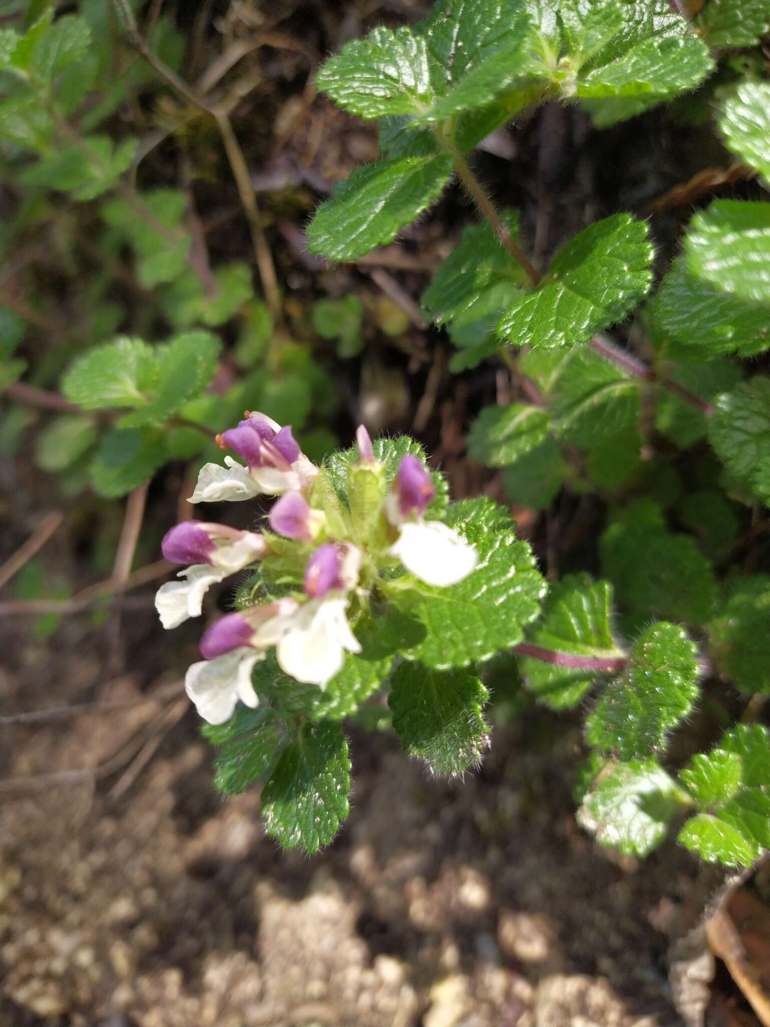 Image of Teucrium pyrenaicum L.